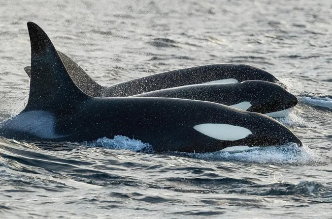 Orca- und Walbeobachtung im beheizten Boot
