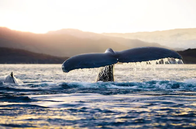 Walsafari im RIB, ab Tromsø oder Skjervøy