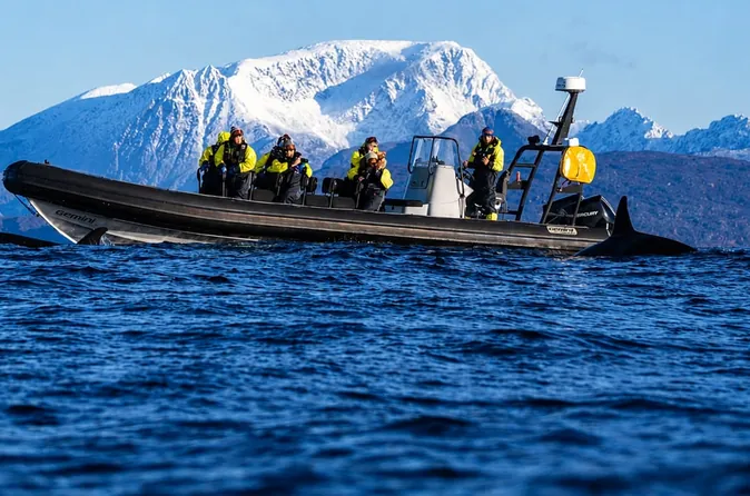 Walbeobachtung im RIB in Skjervøy