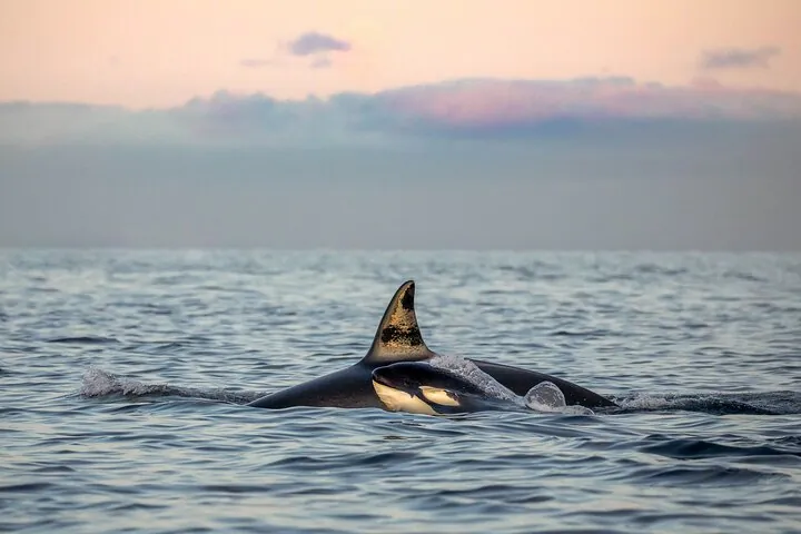 Le nageoire dorsale et le dos d'une orque brisant la surface d'une mer calme au crépuscule